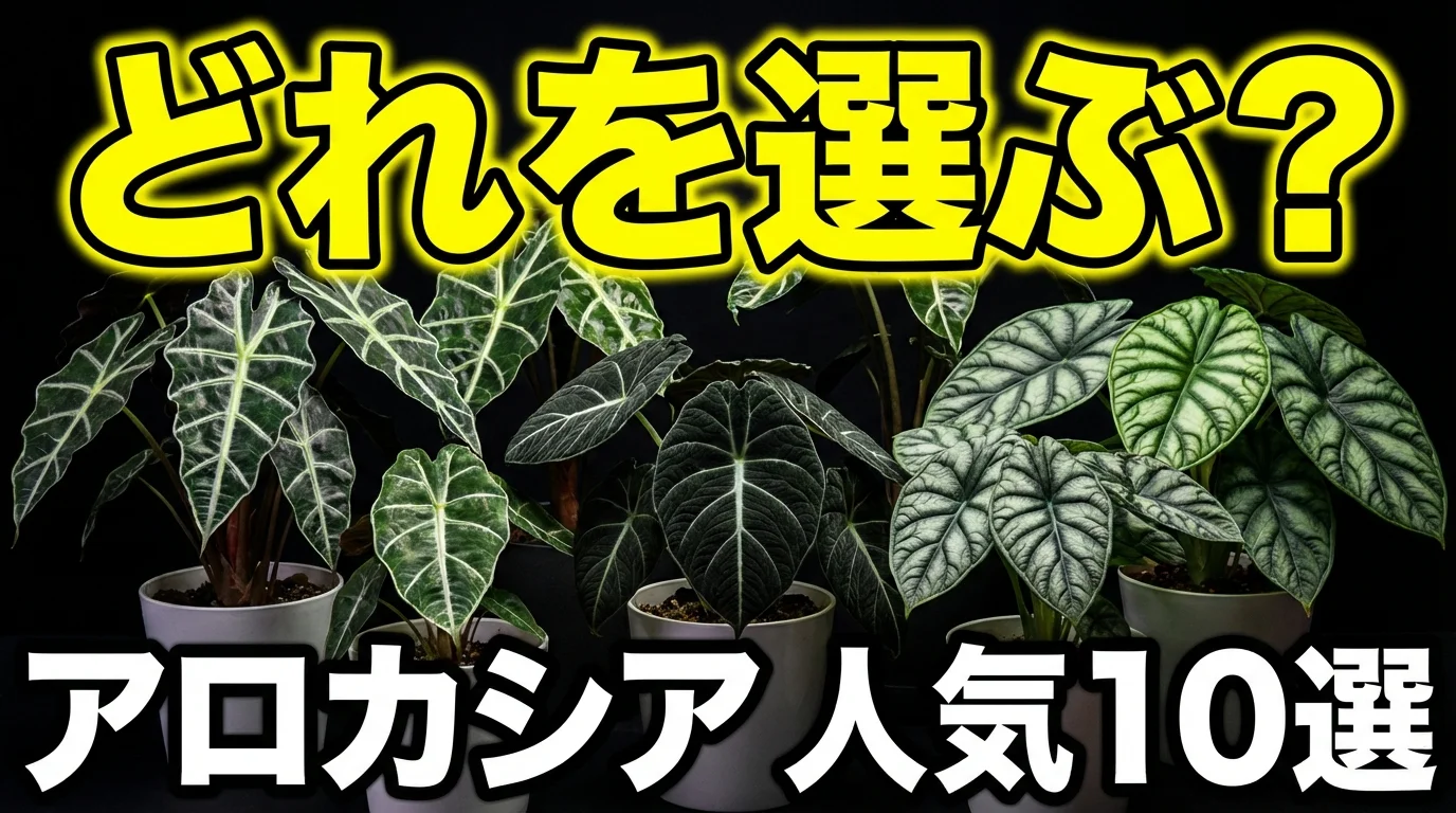 アロカシアの種類おすすめ10選!初心者向けの育てやすい品種から希少種まで