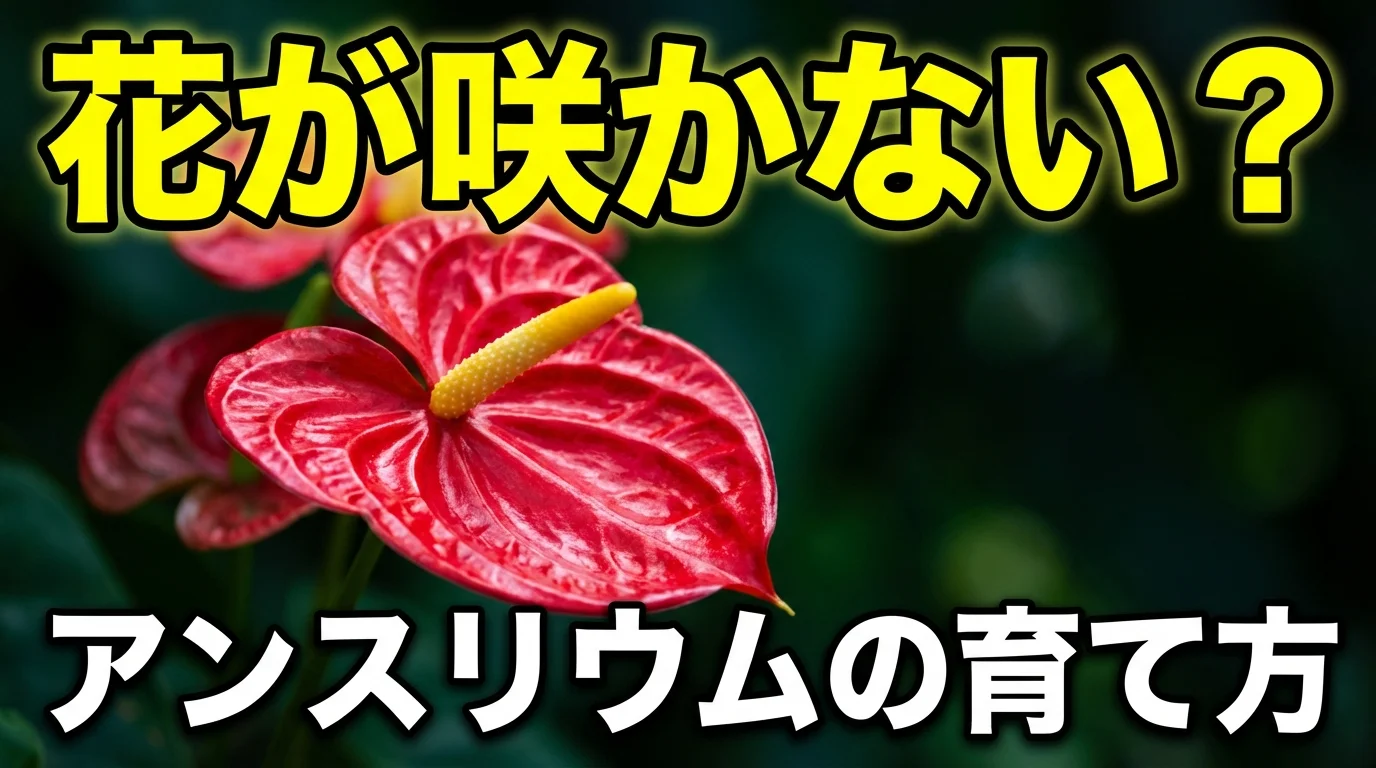 アンスリウムの育て方完全ガイド|花が咲かない原因と対策を初心者にも解説