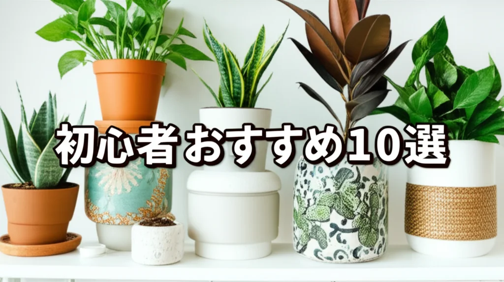 初心者におすすめの観葉植物10選|枯らさないための選び方と育て方