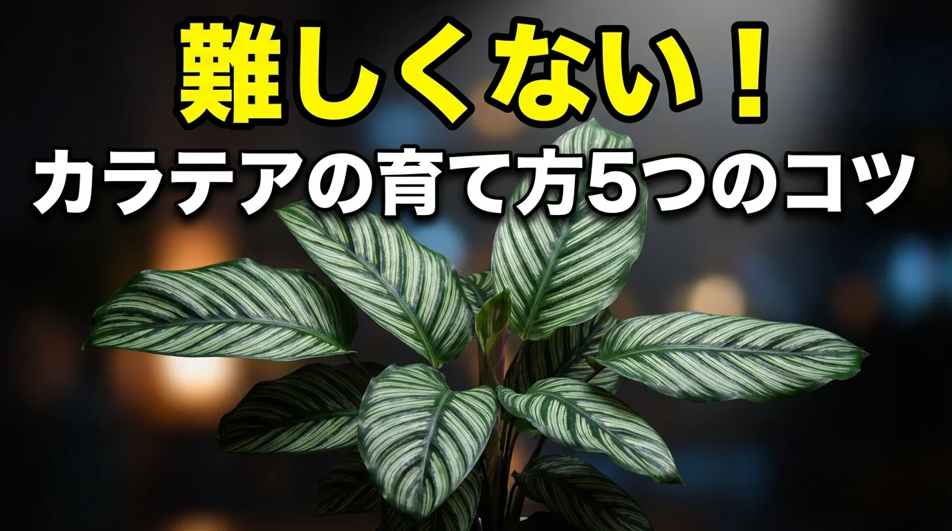 カラテアの育て方完全ガイド|難しいは誤解?失敗しない5つのコツ