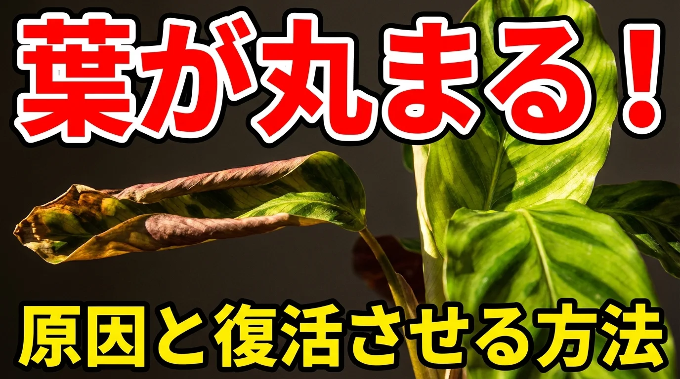 カラテアの葉が丸まる・枯れる!5つの原因と復活させる対処法