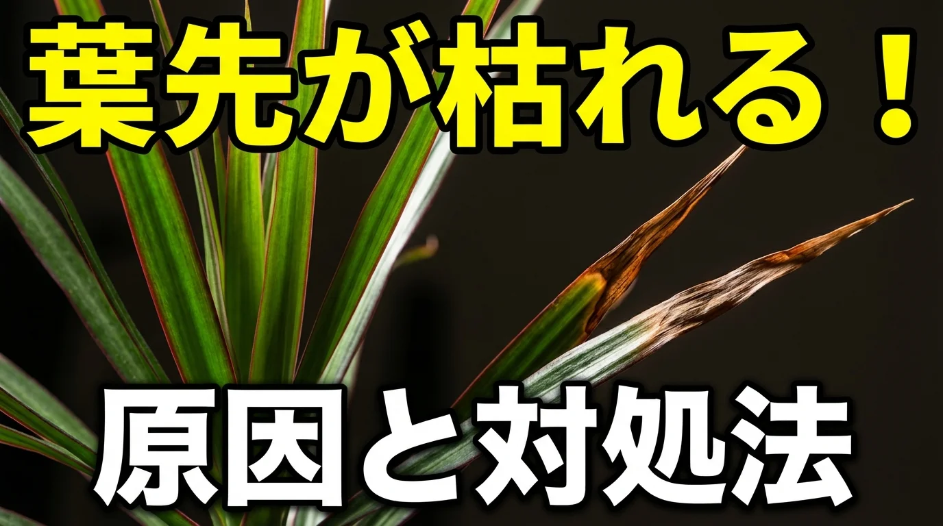ドラセナの葉先が枯れる・茶色くなる原因と5つの対処法