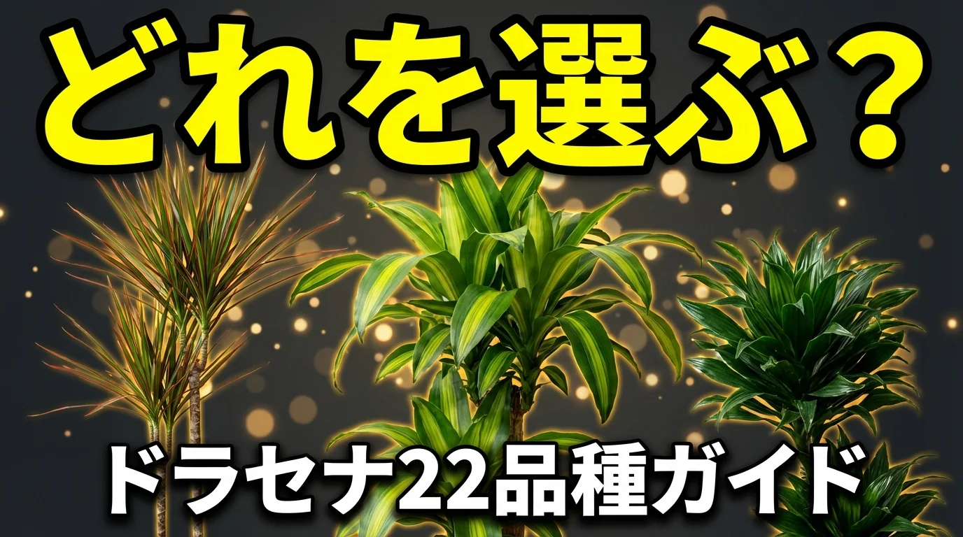ドラセナの種類【22選】と選び方|幸福の木やコンシンネなど人気品種を解説