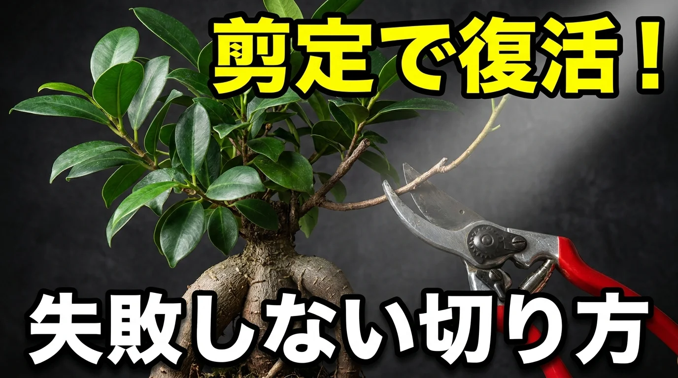 ガジュマルの剪定ガイド!失敗しない時期と「丸坊主」のやり方を解説