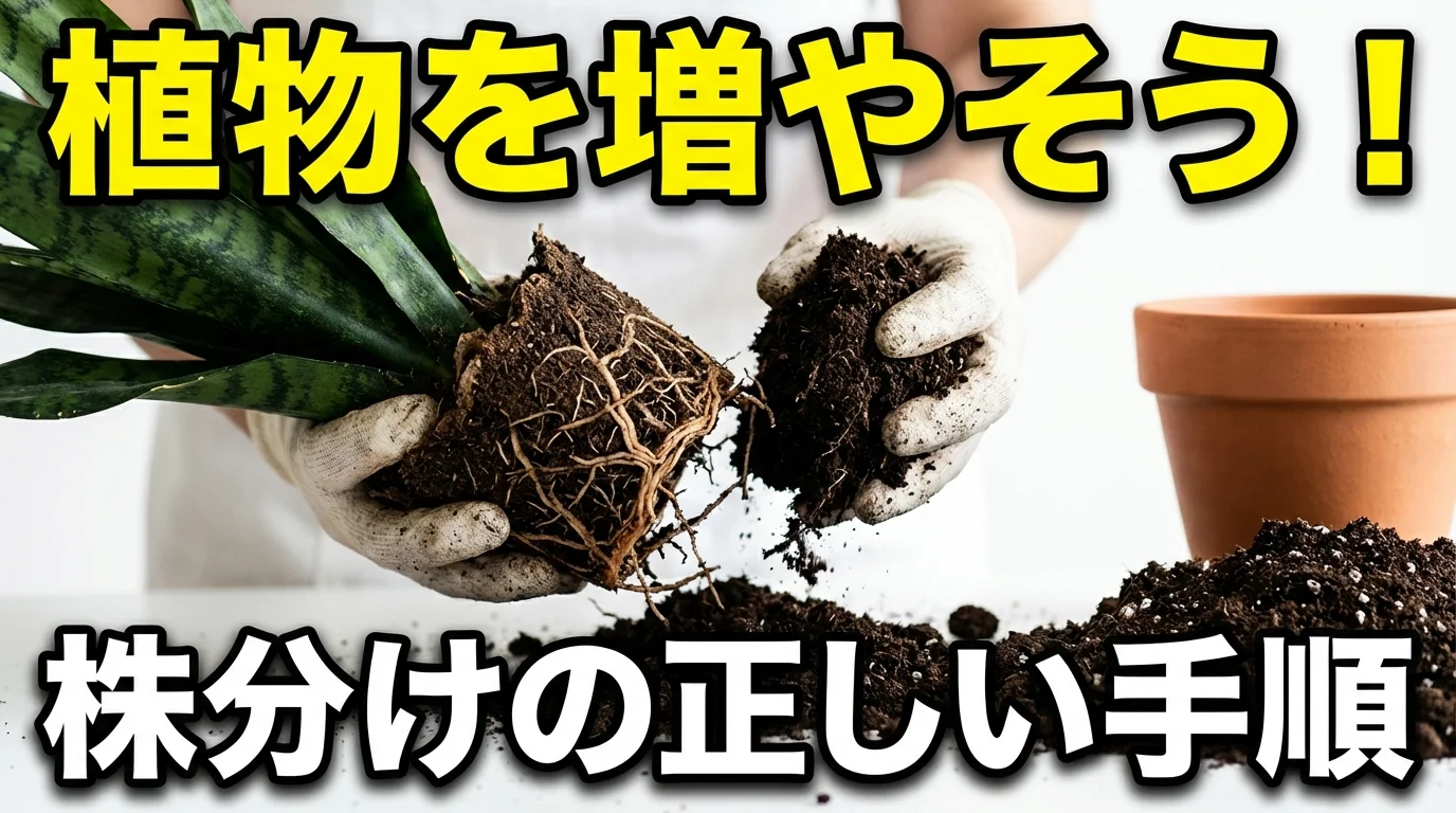 観葉植物の株分け完全ガイド！時期や手順、失敗しないコツを解説