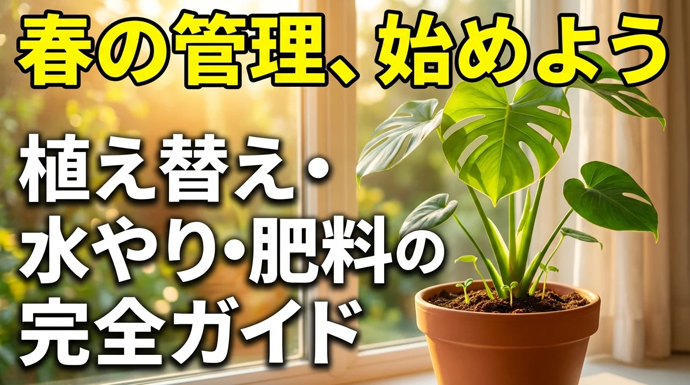 観葉植物の春の管理完全ガイド|植え替え・水やり・肥料の最適タイミング