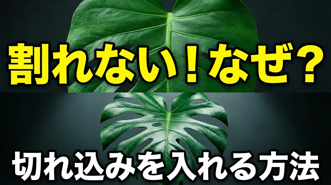 モンステラの葉が割れない原因と対策!切れ込みを入れる育て方のコツ