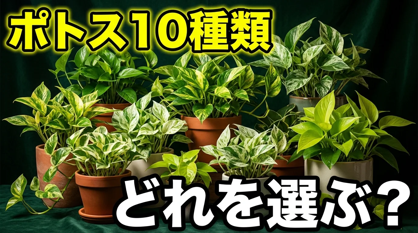 ポトスの種類を徹底解説!人気品種10選と失敗しない選び方