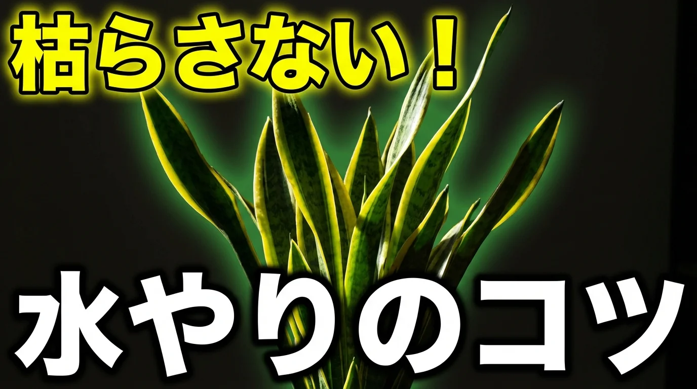 サンスベリアの育て方|初心者でも枯らさない水やりと置き場所のコツ